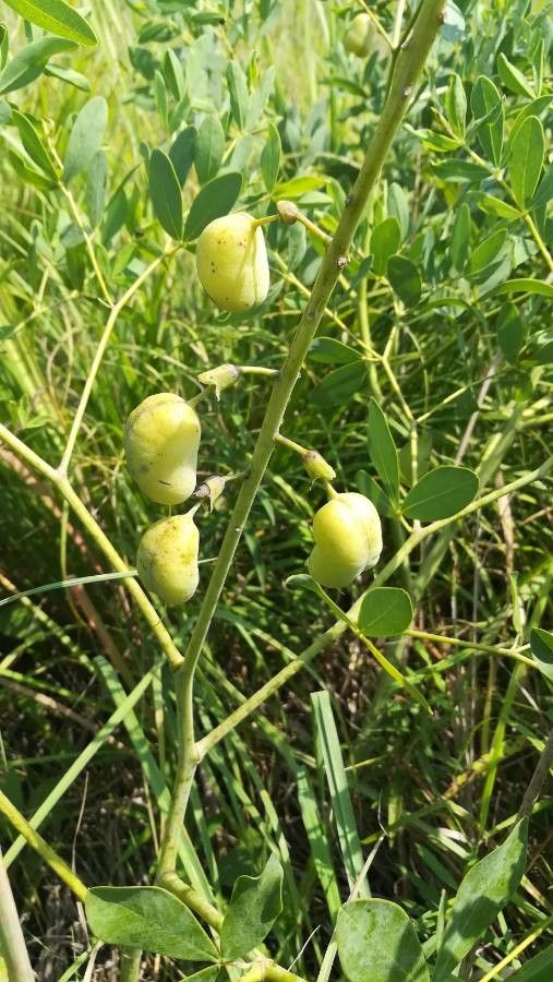Baptisia alba fruit