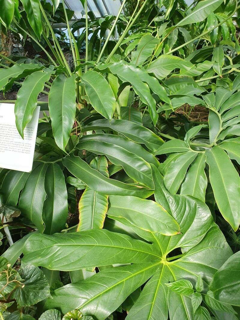 Thaumatophyllum spruceanum