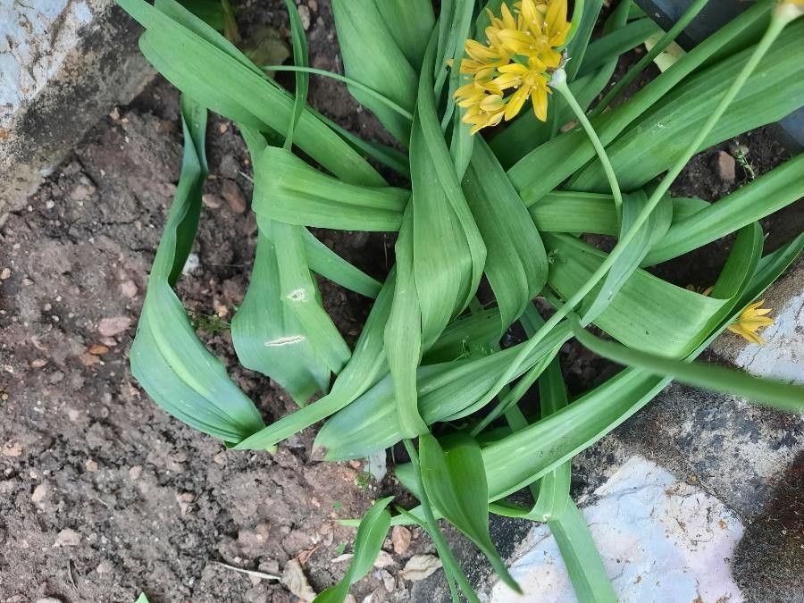 Allium moly leaf