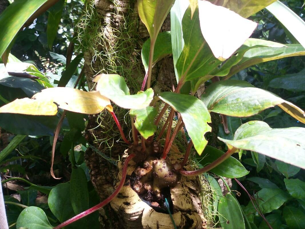 Monolena primuliflora leaf