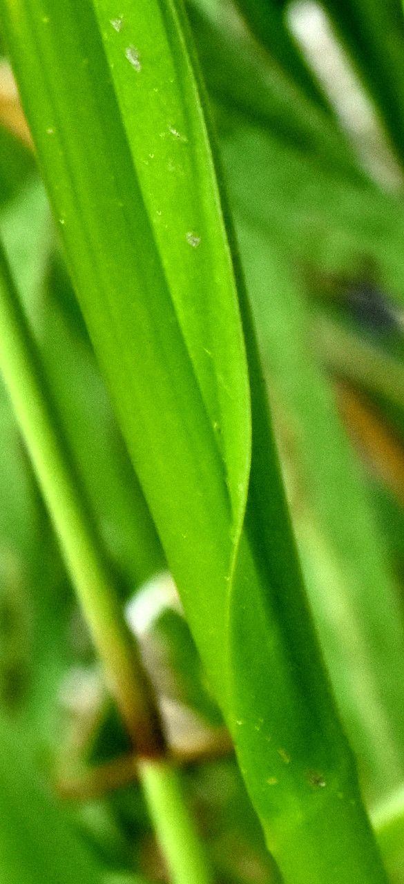 Spiranthes romanzoffiana — search result for 'Ireland'