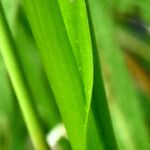 Spiranthes romanzoffiana