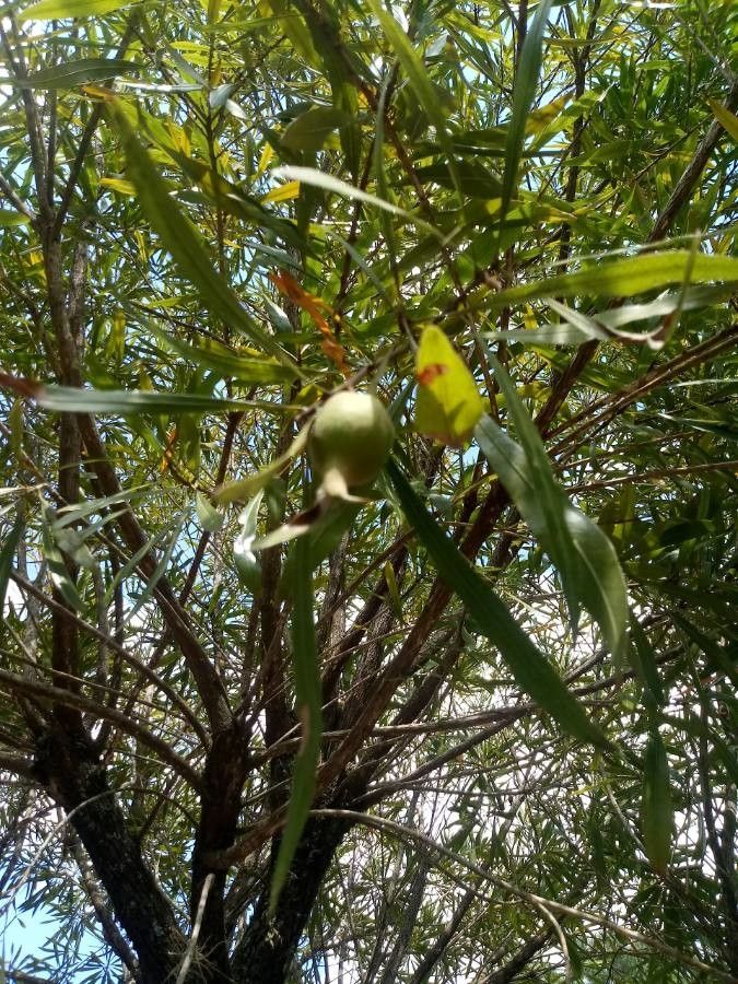 Acacia confluens leaf