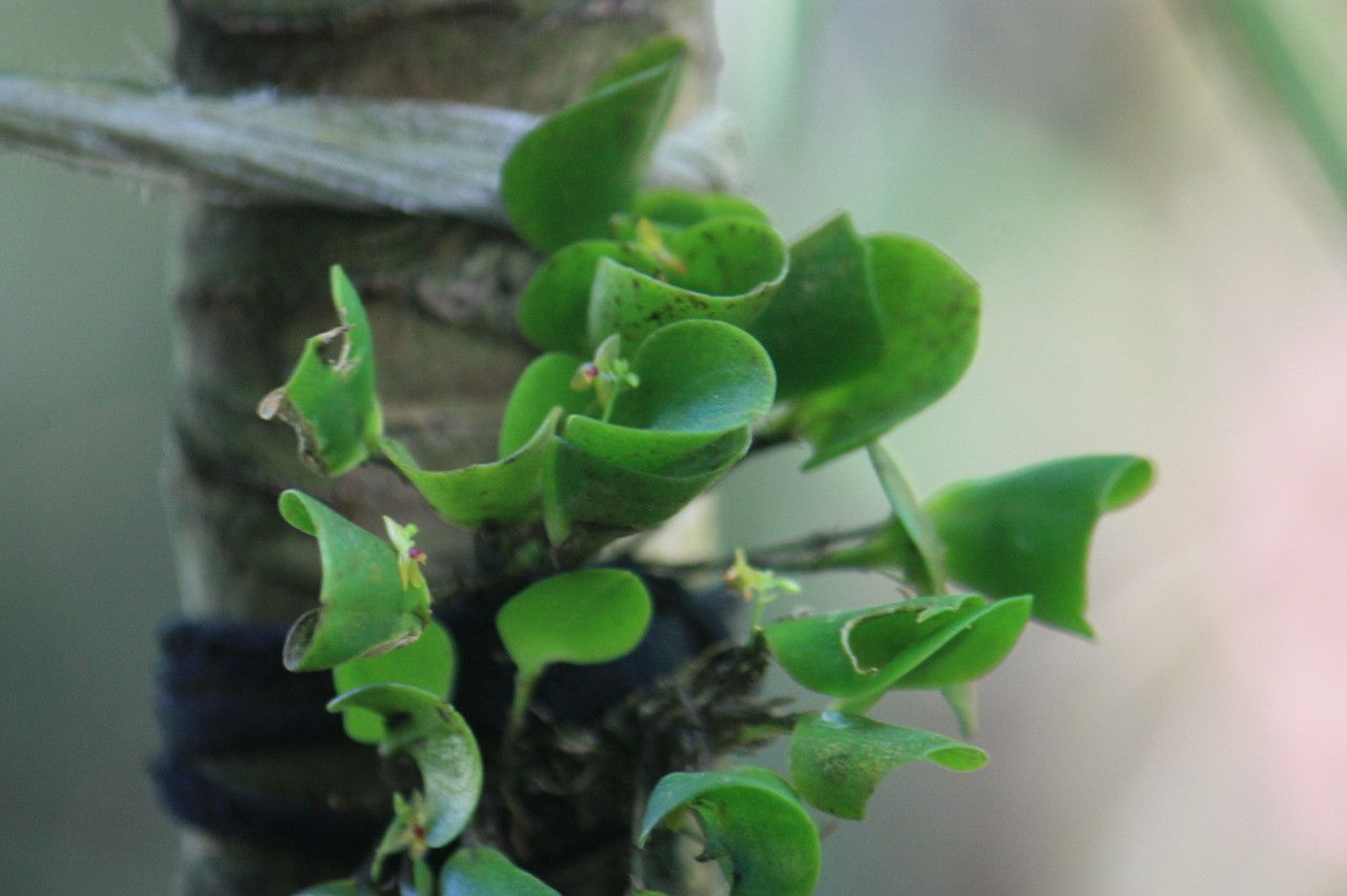 Lepanthes helleri habit