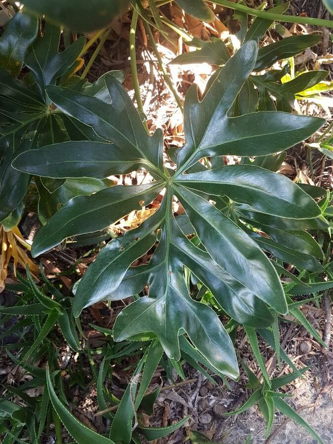 Philodendron adamantinum