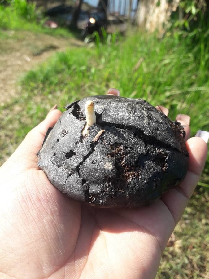 Olax dissitiflora flower