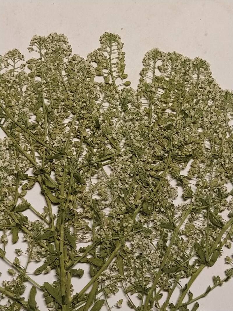 Lepidium cardamine fruit