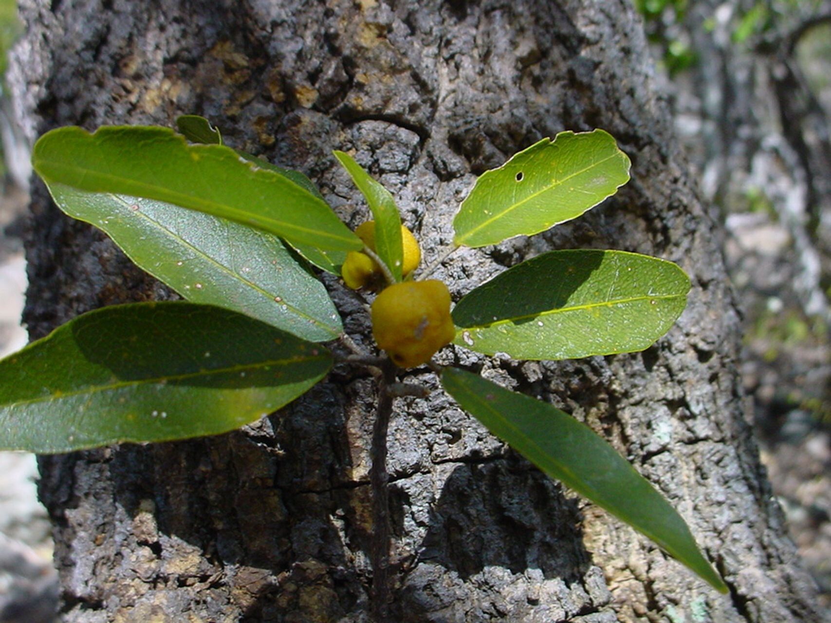 Sarcomelicope leiocarpa fruit