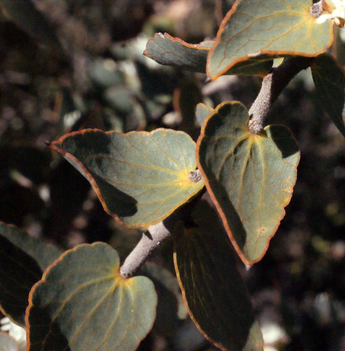 Hakea ruscifolia — search result for 'Hakea'