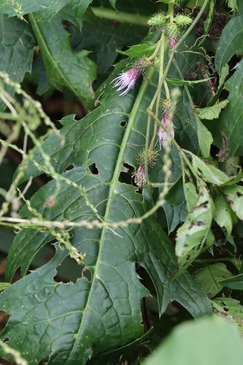 Cirsium yamauchii flower