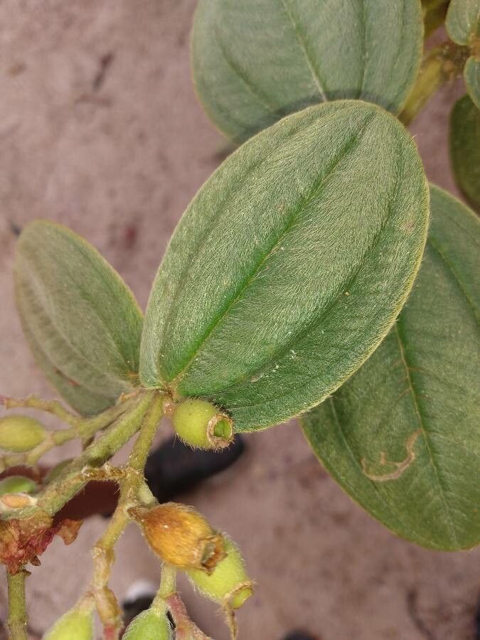 Tibouchina clavata — search result for 'Tibouchina'
