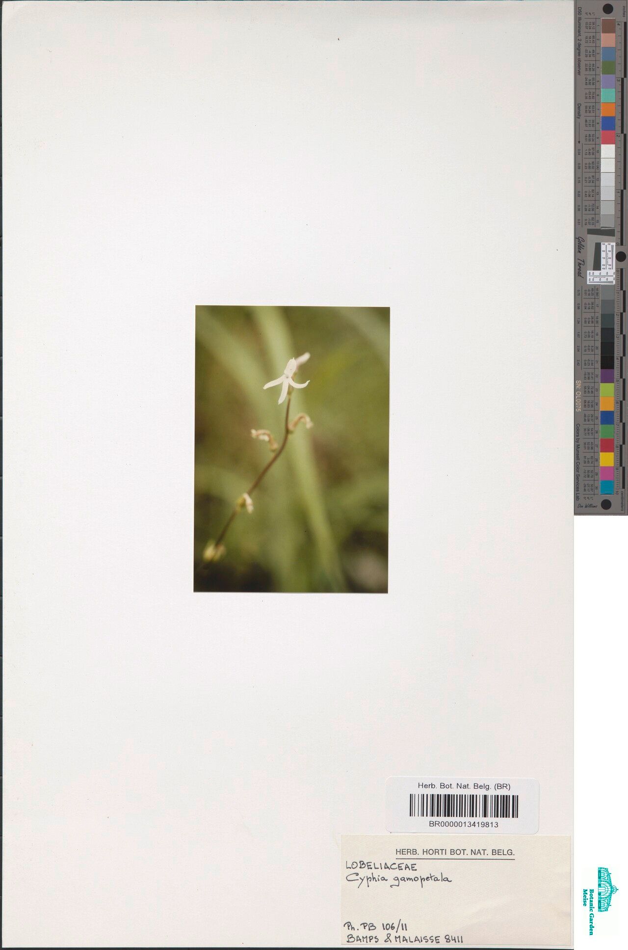 Cyphia gamopetala — related species from the same genus