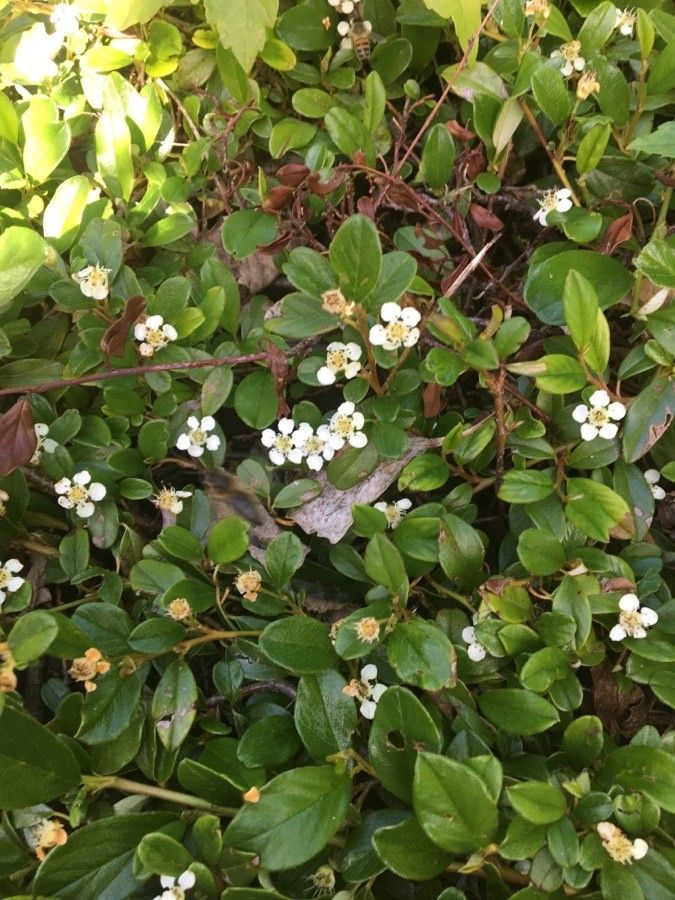 Cotoneaster integrifolius flower