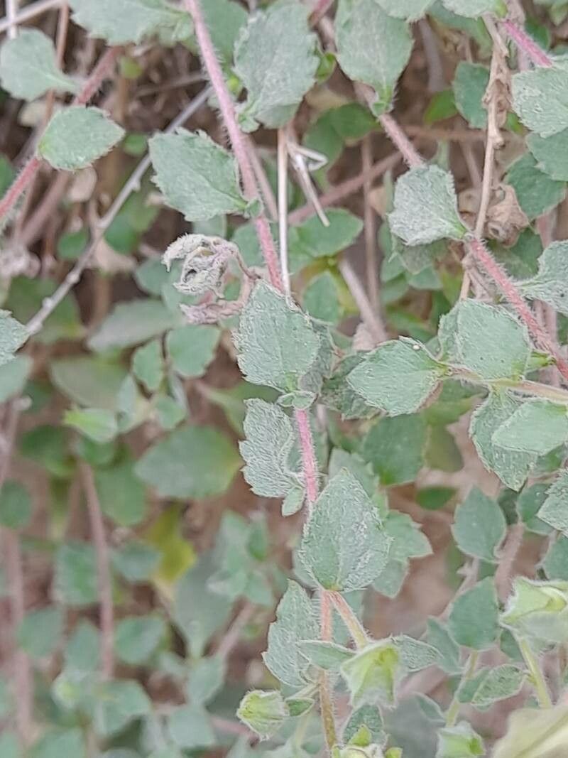 Campanula mollis leaf