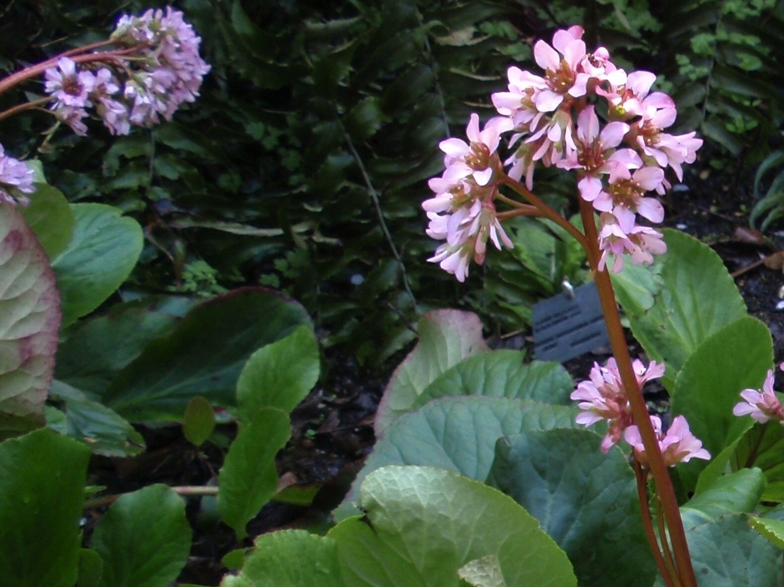 Bergenia ligulata flower