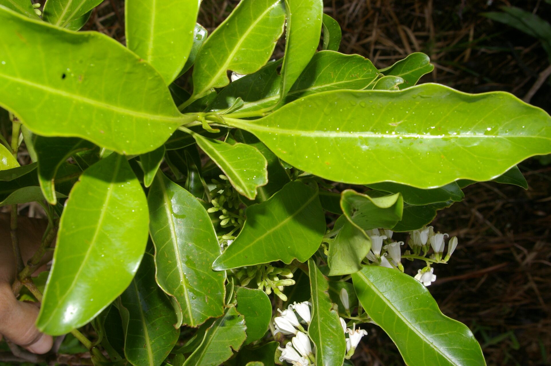 Chiococca pachyphylla habit