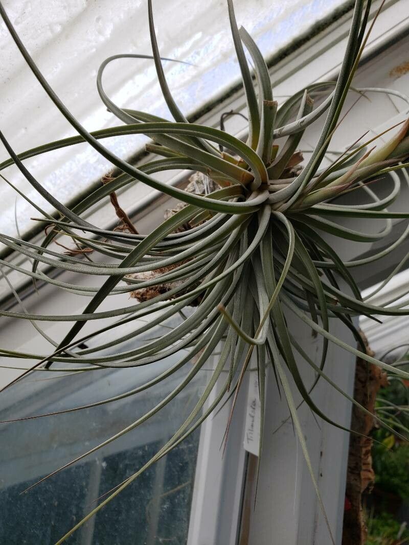 Tillandsia vernicosa — search result for 'Bromeliaceae'