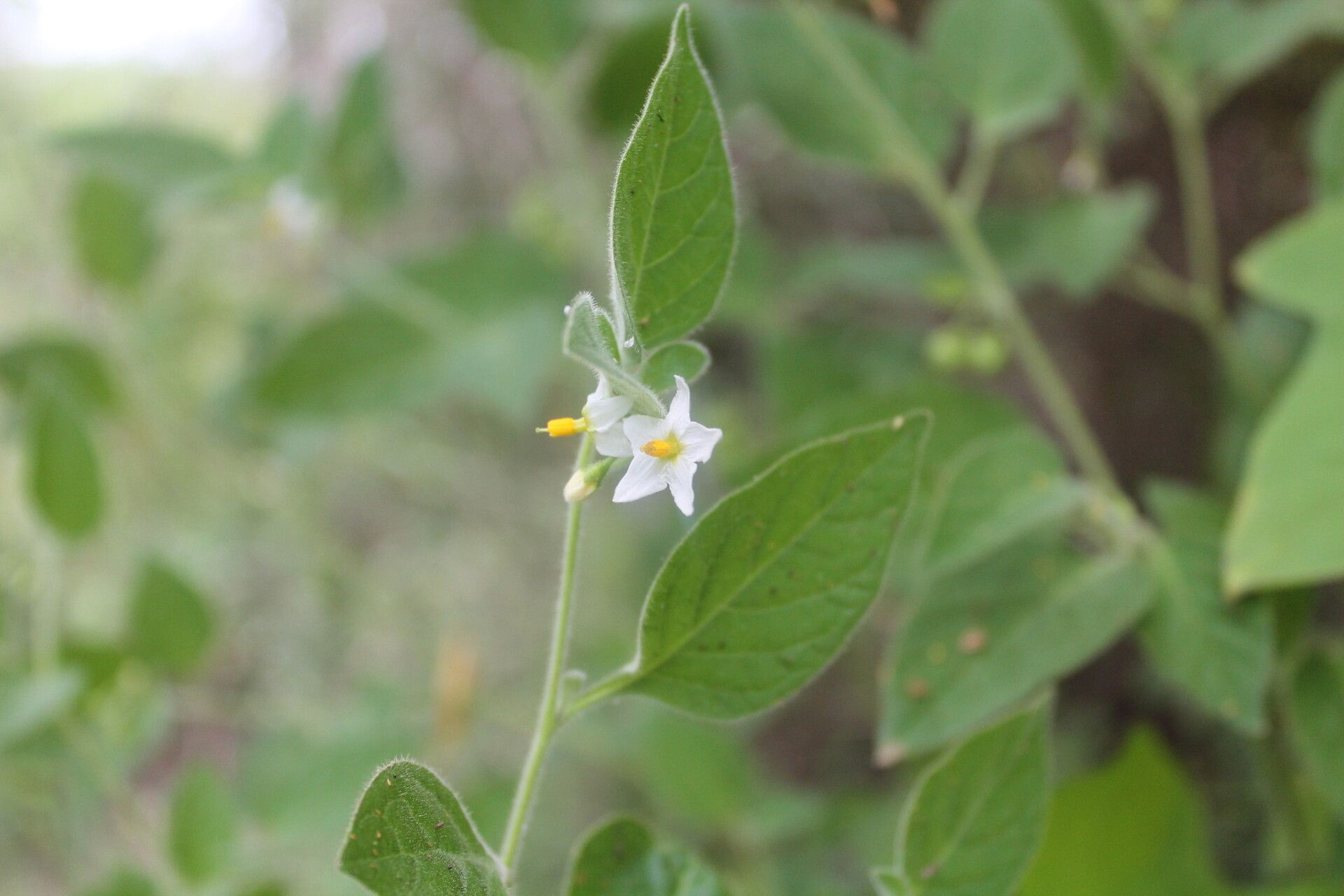 Solanum pruinosum flower