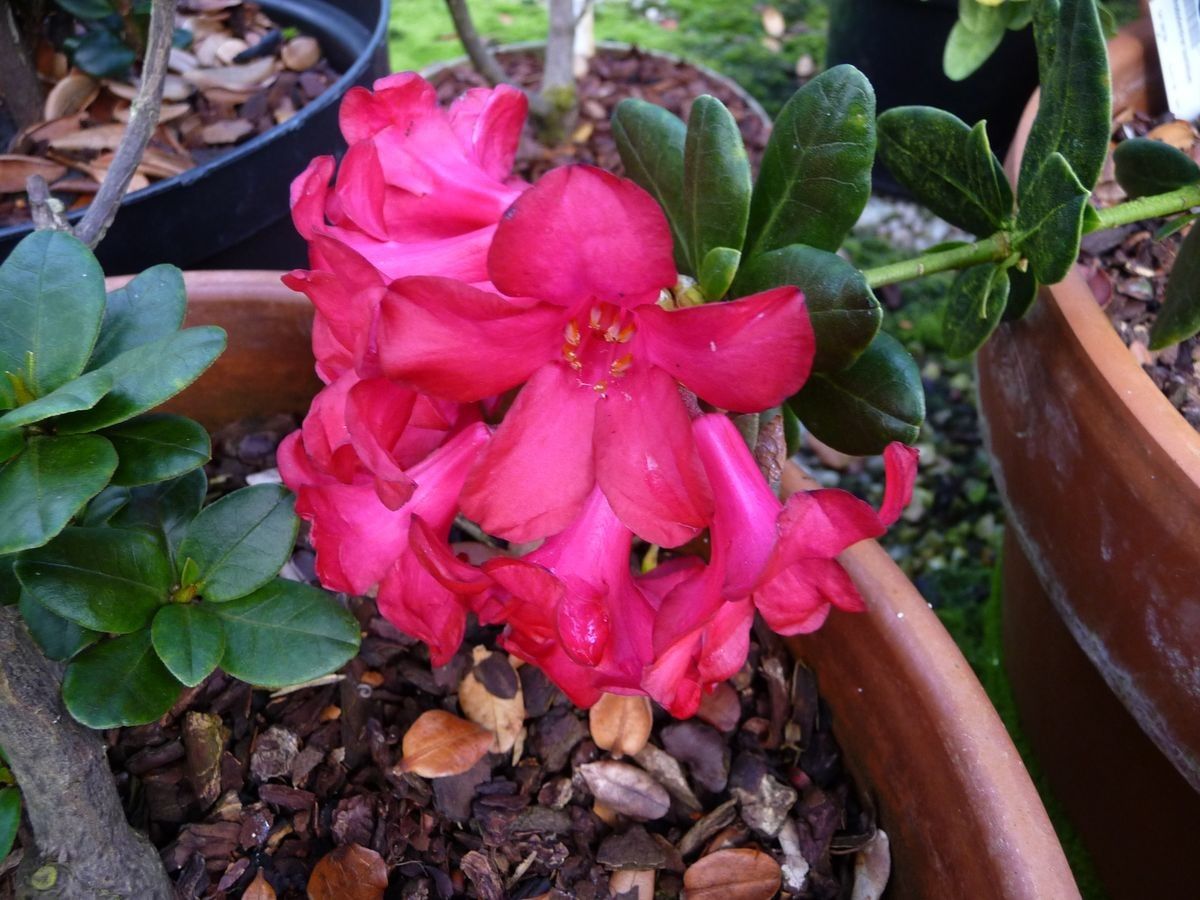 Rhododendron buxifolium flower