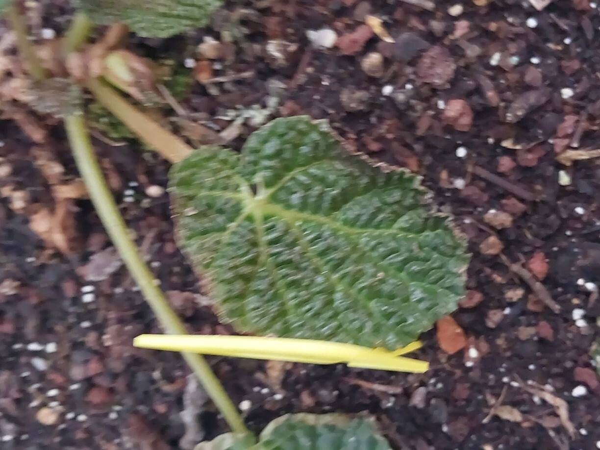 Begonia moysesii leaf