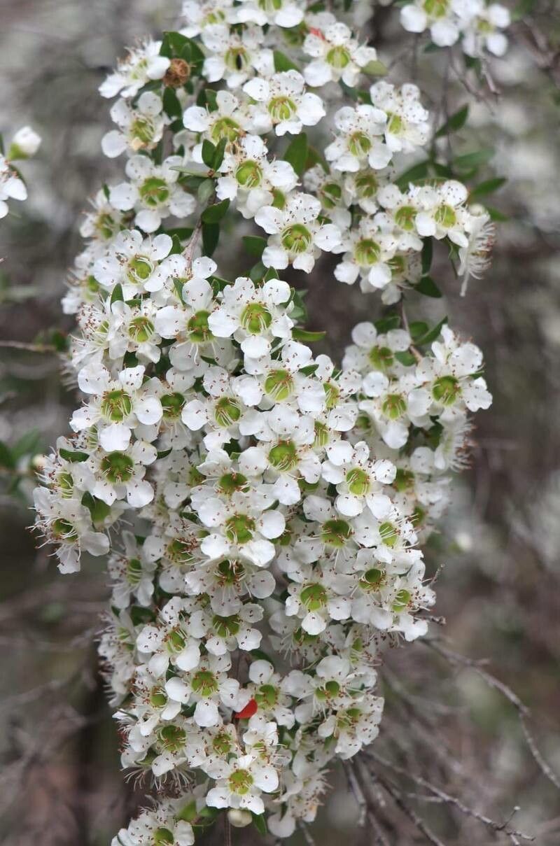Leptospermum polygalifolium