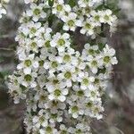 Leptospermum polygalifolium