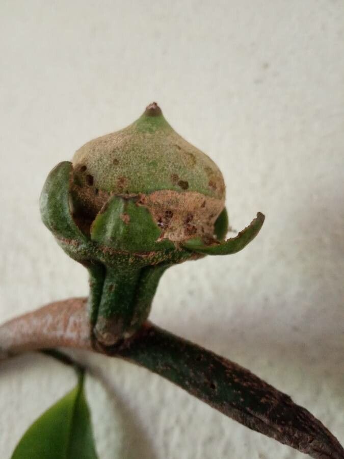 Lecythis poiteaui fruit