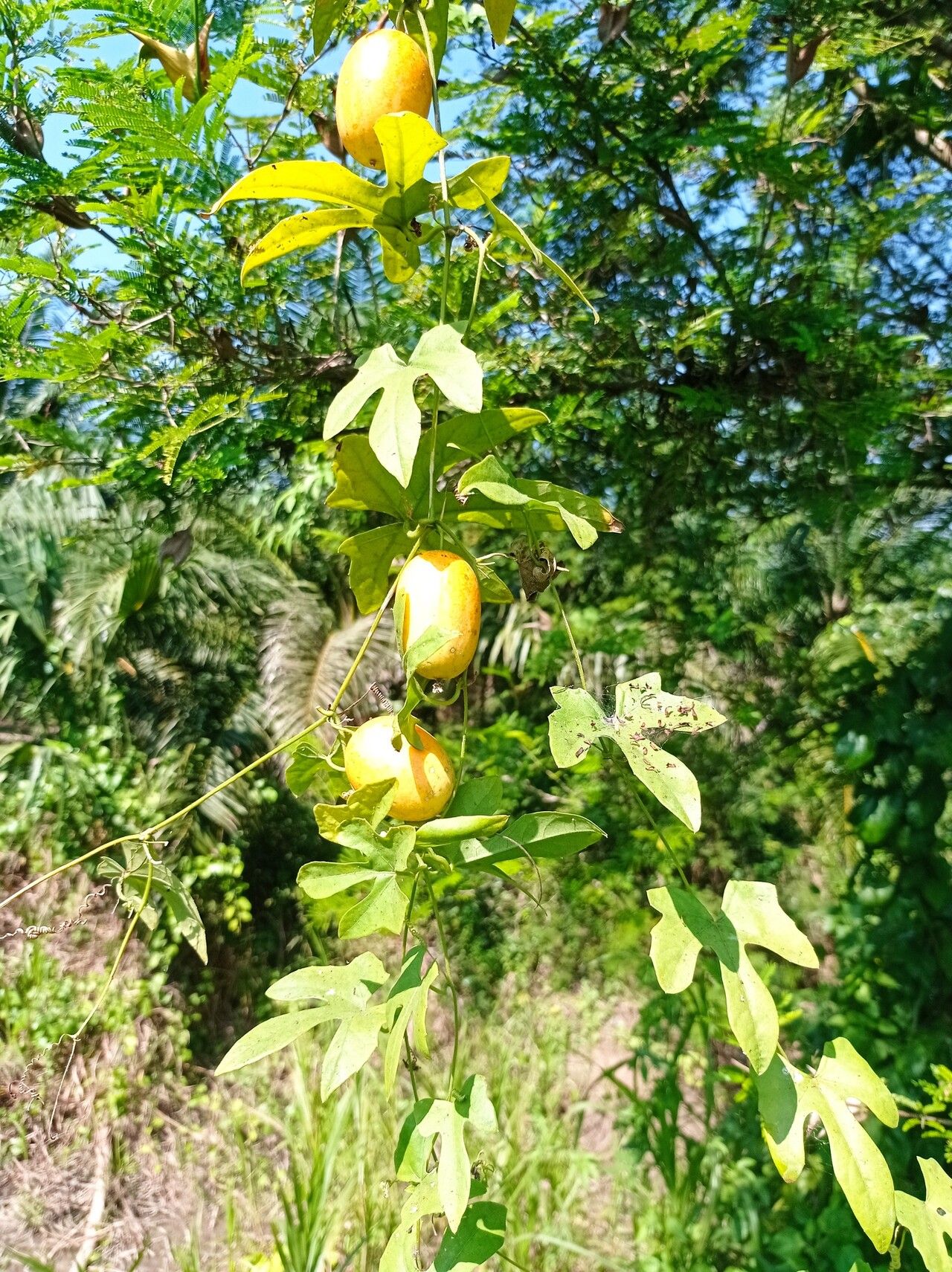 Melothria trilobata fruit