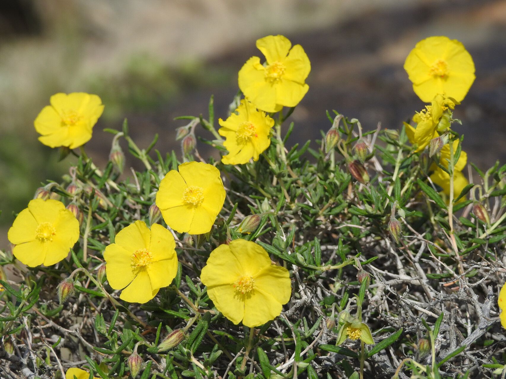 Helianthemum songaricum — houseplant care guide
