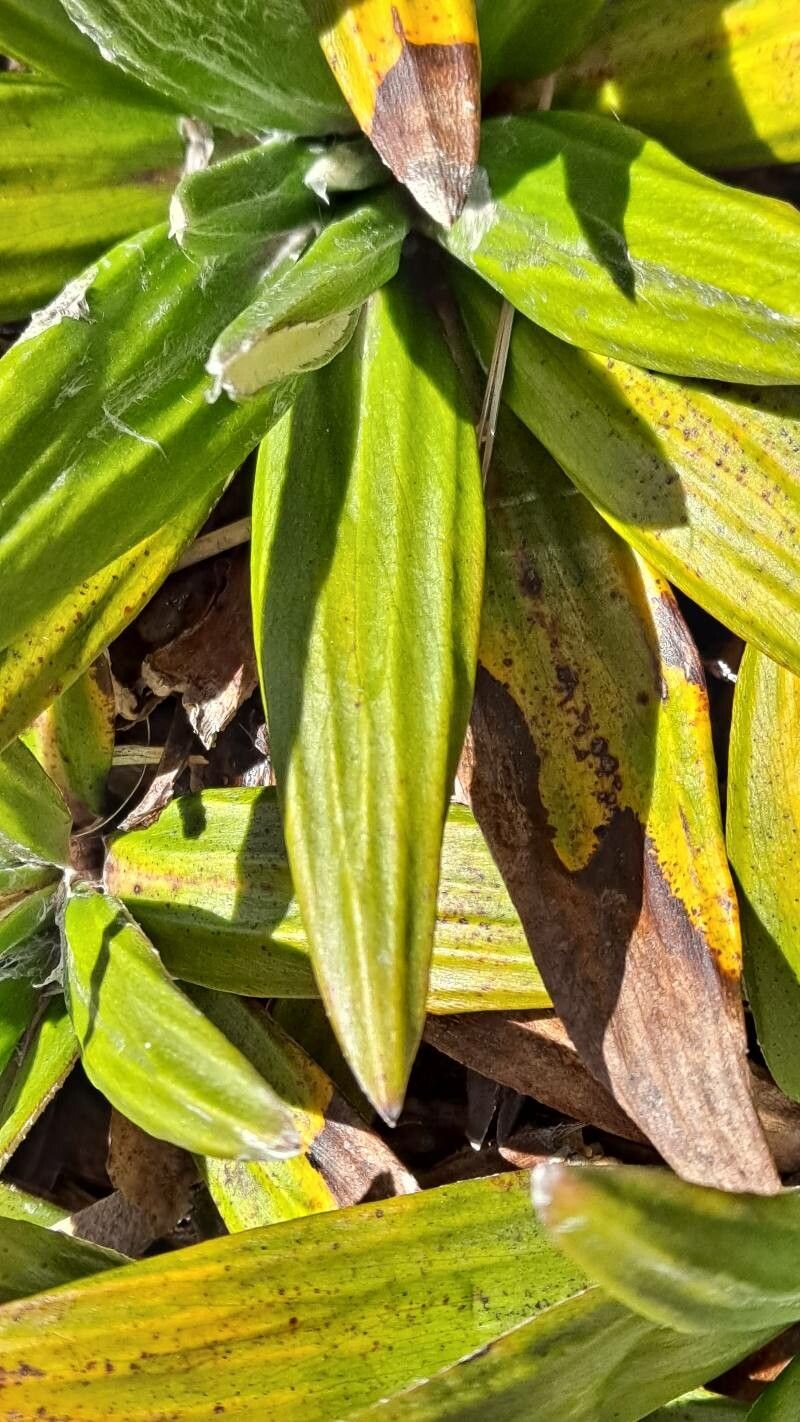 Celmisia spectabilis leaf