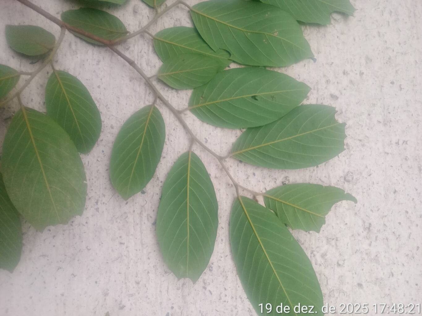 Annona sylvatica — search result for 'Annona'