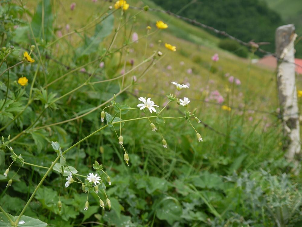 Cerastium davuricum — houseplant care guide