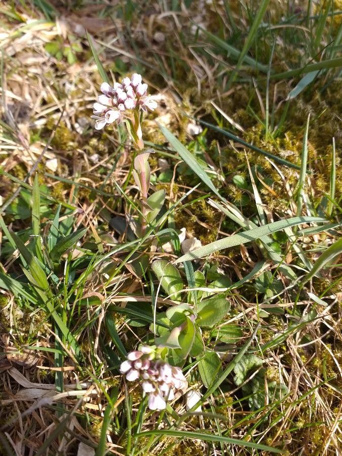 Noccaea caerulescens leaf