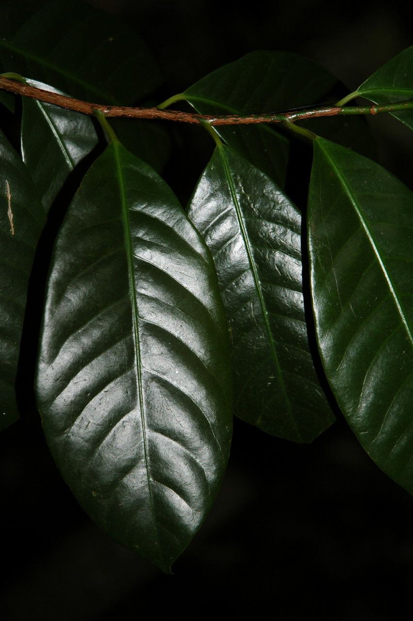 Myristica fragrans leaf