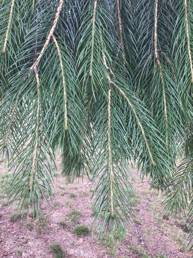 Picea smithiana — search result for 'Picea'