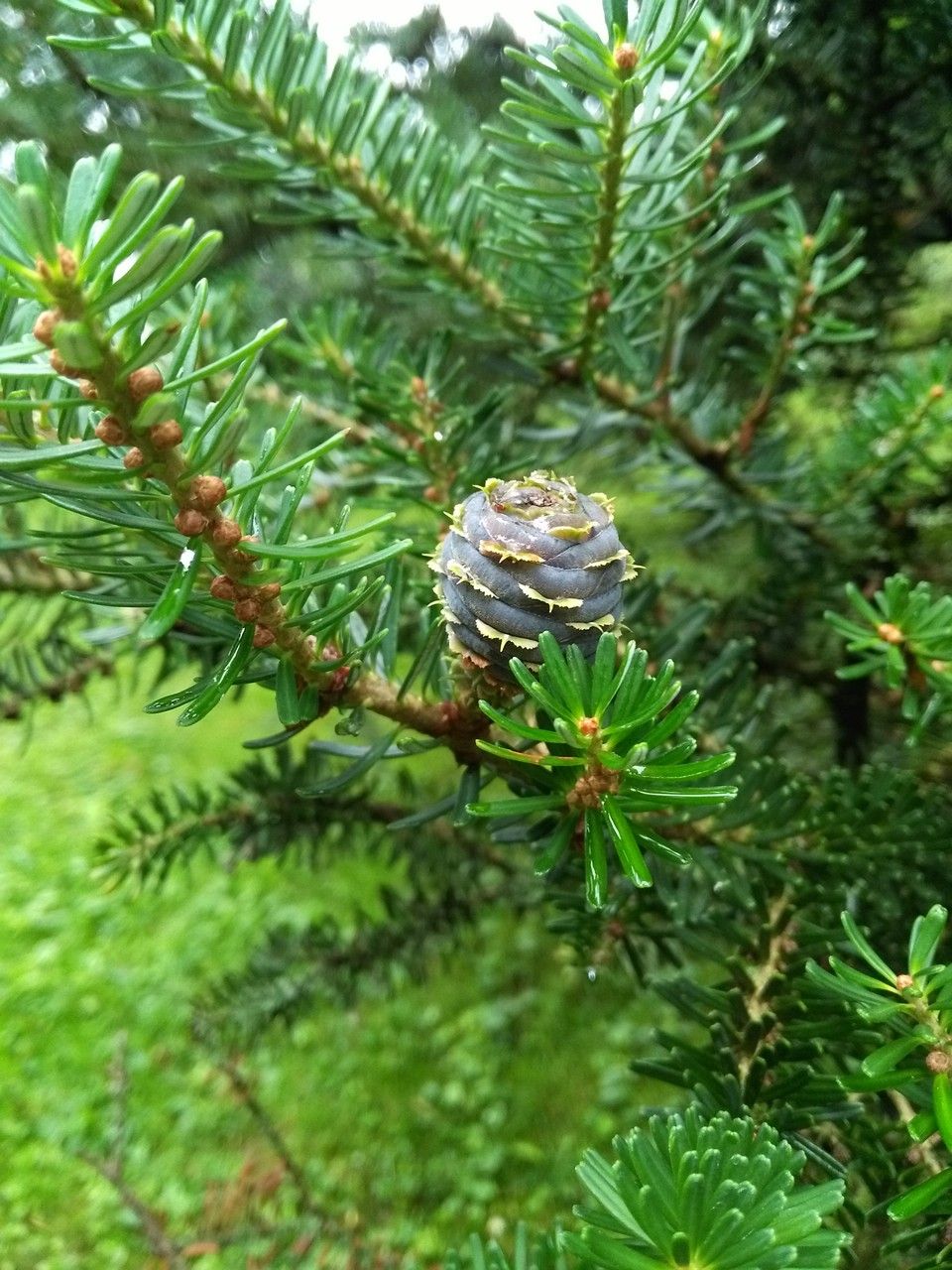 Abies koreana fruit