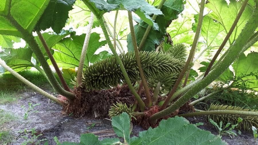 Gunnera manicata fruit