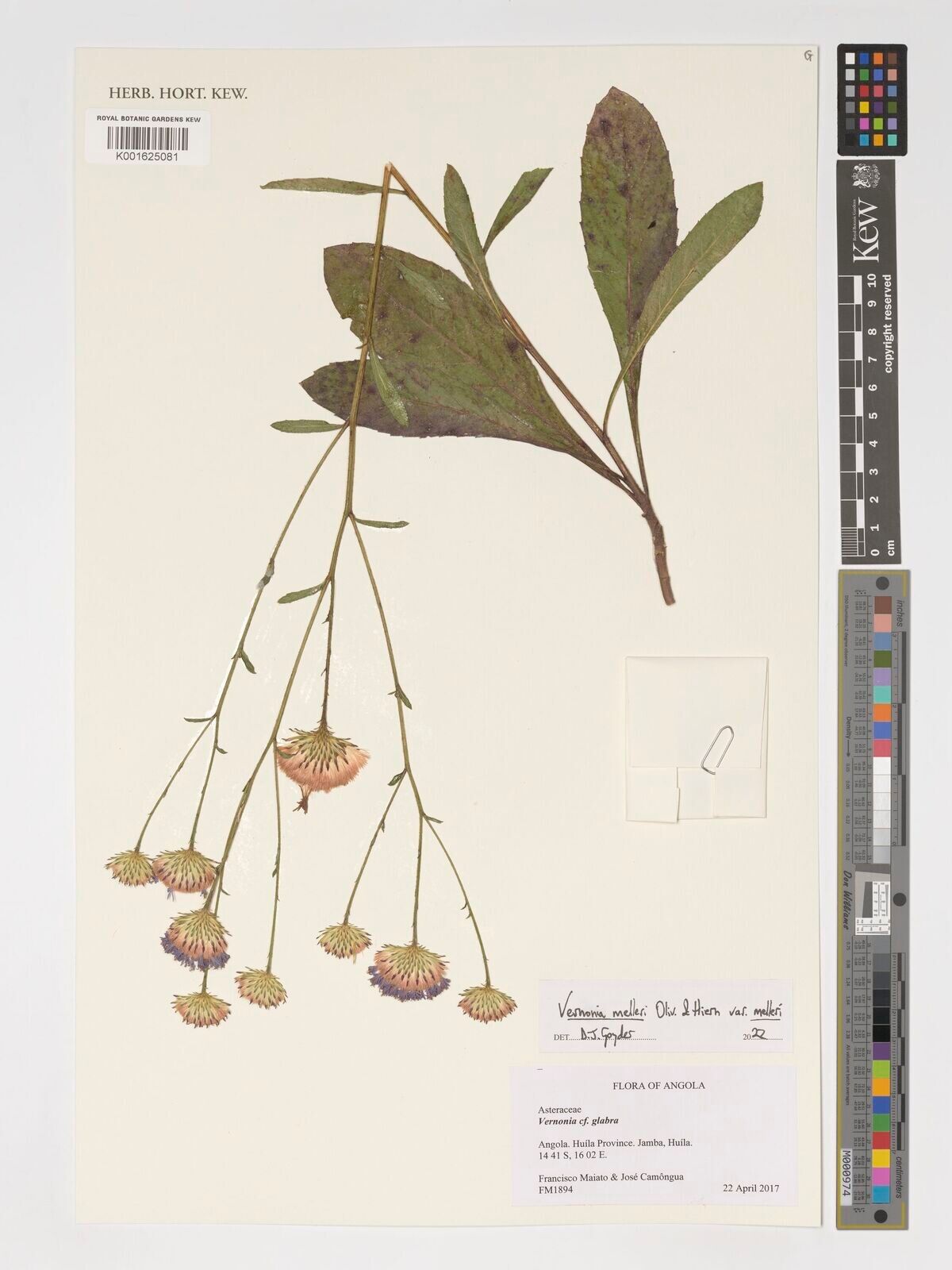 Linzia melleri — related species from the same genus