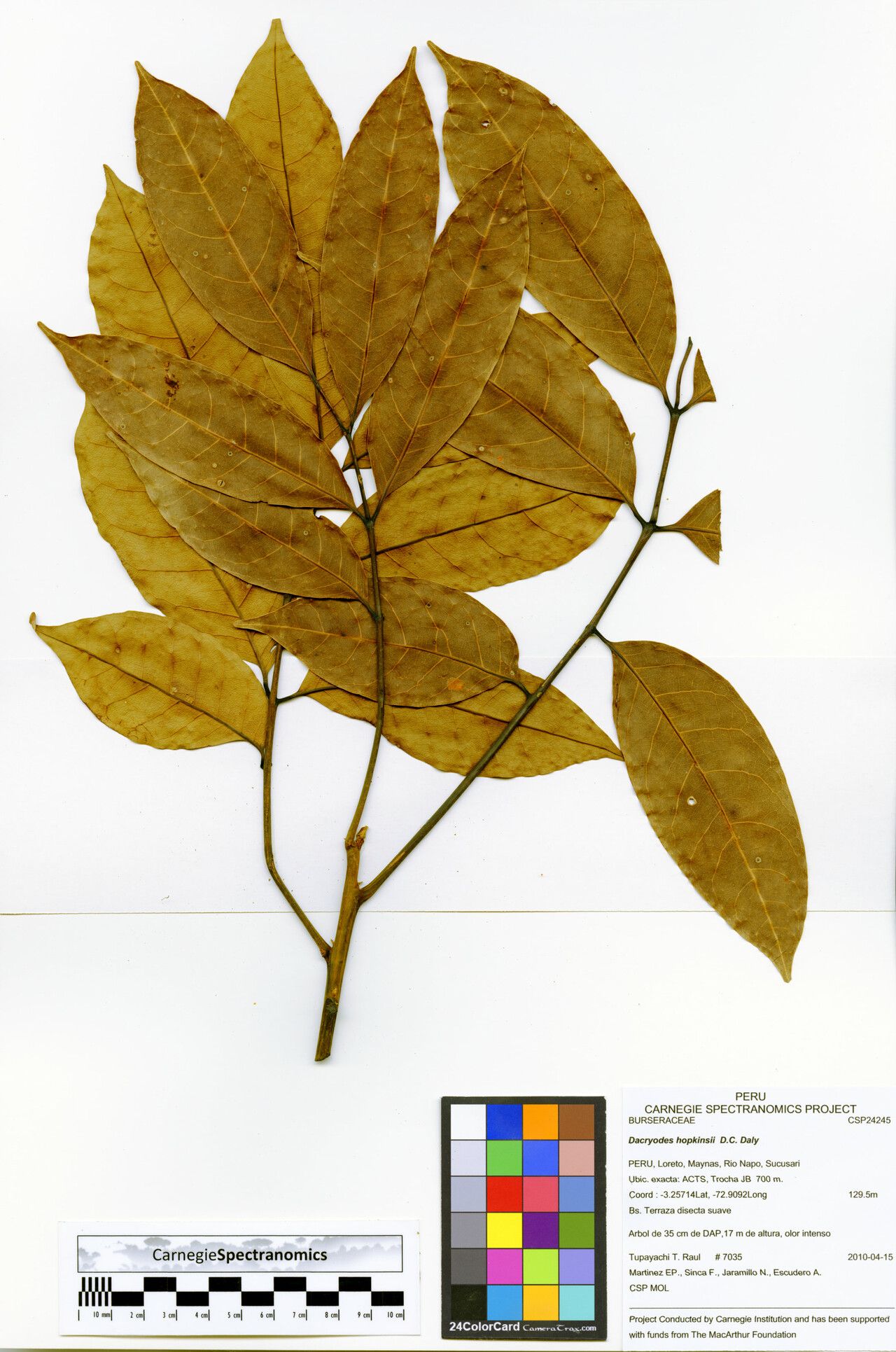 Dacryodes hopkinsii — search result for 'Dacryodes'