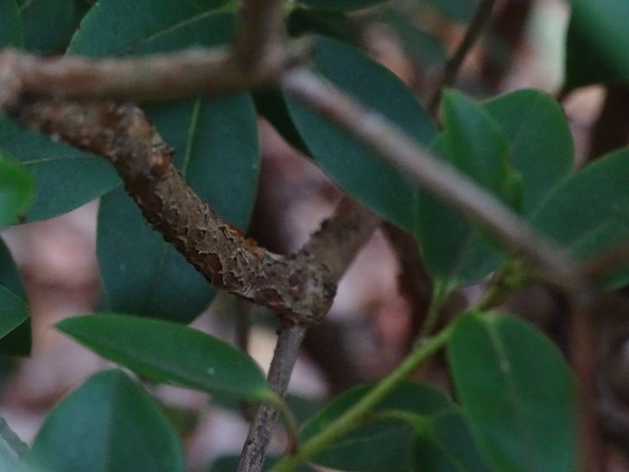 Rhododendron concinnum bark
