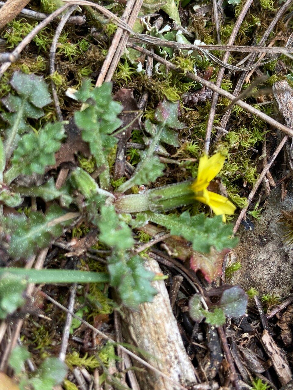 Hyoseris scabra — related species from the same genus