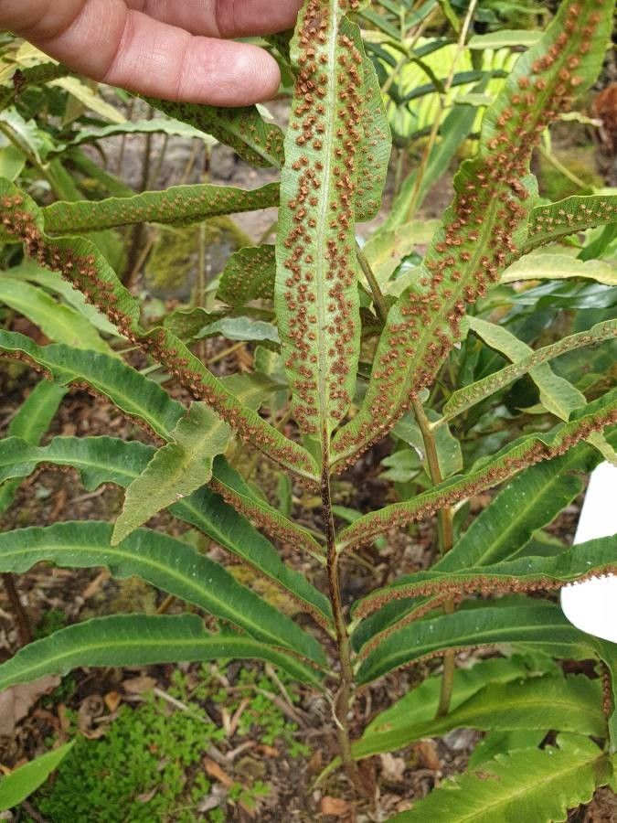 Dryopteris sieboldii fruit