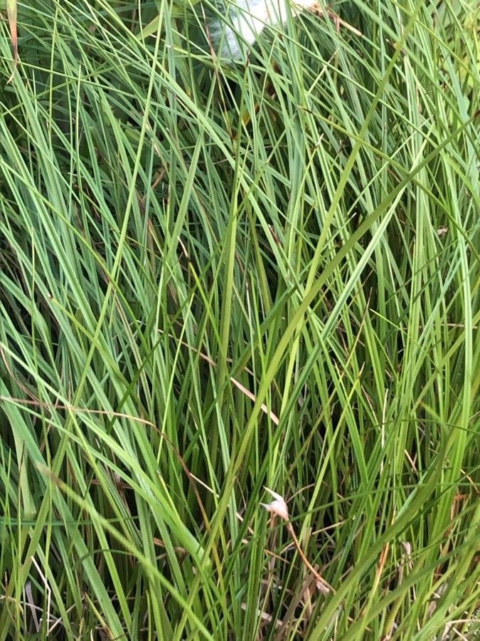 Eriophorum latifolium — related species from the same genus