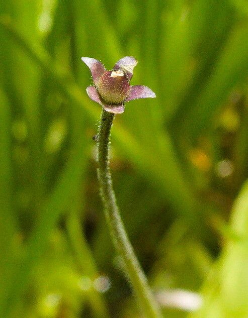Pinguicula vulgaris fruit