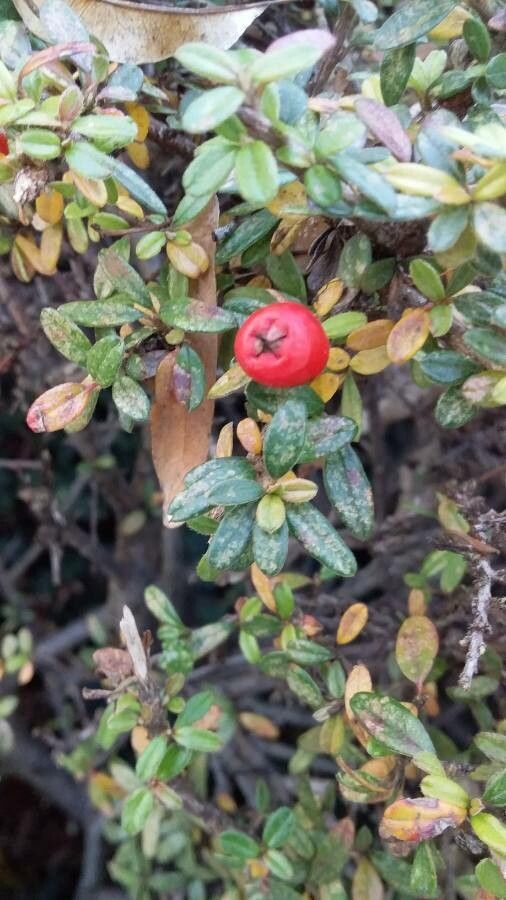 Cotoneaster microphyllus fruit