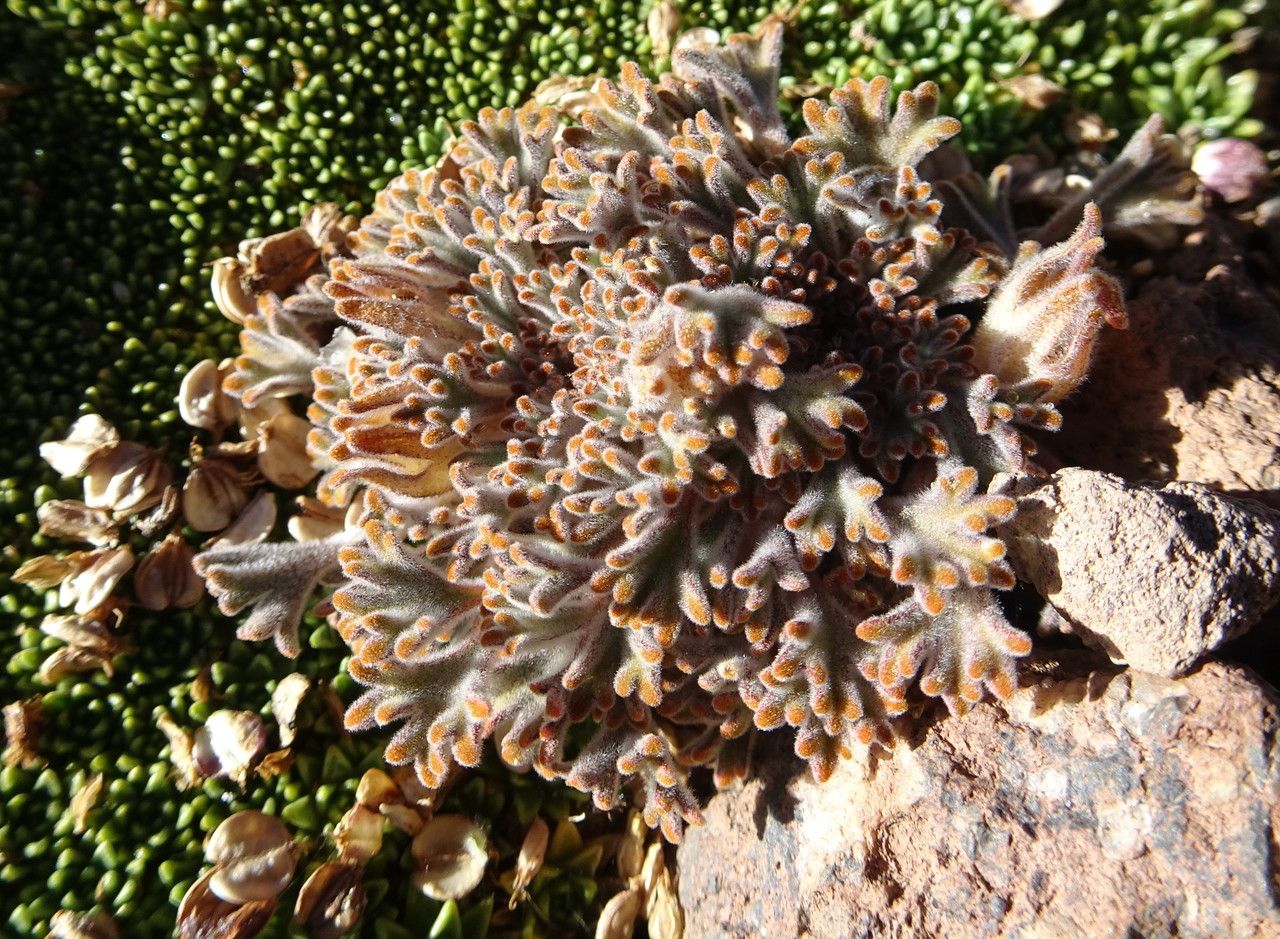 Nototriche obcuneata leaf