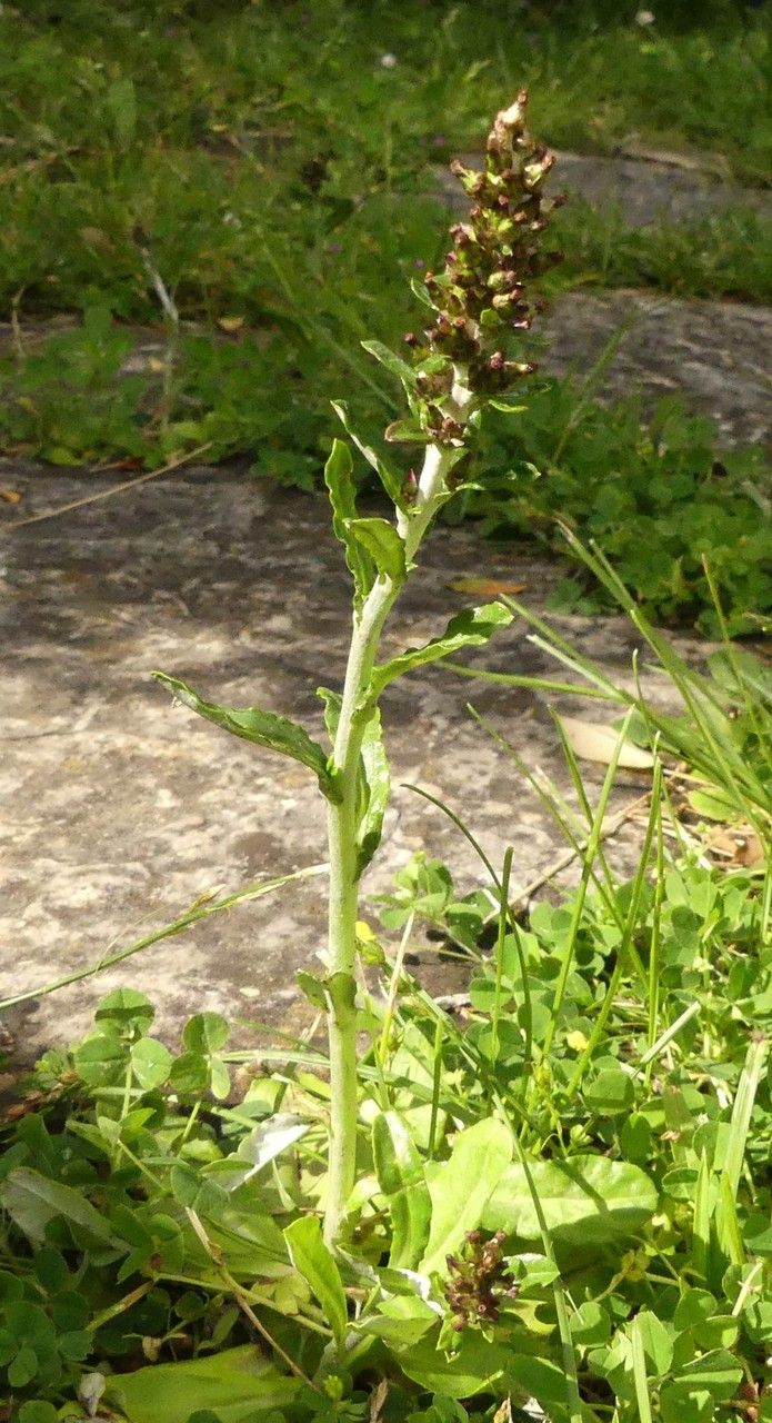 Gnaphalium coarctatum habit