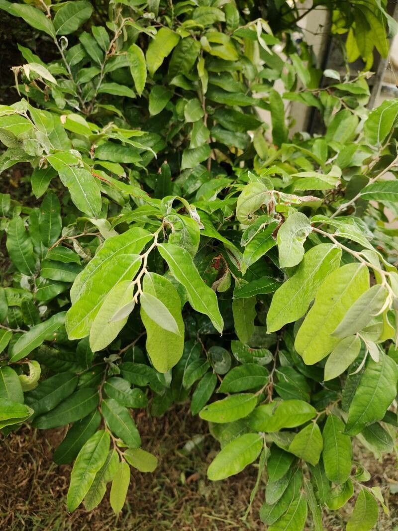 Moquilea tomentosa leaf