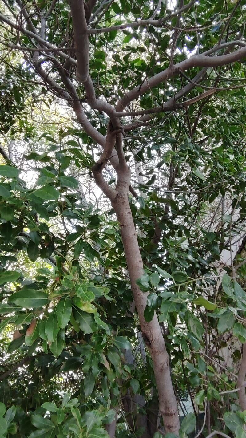 Rhamnus glandulosa habit