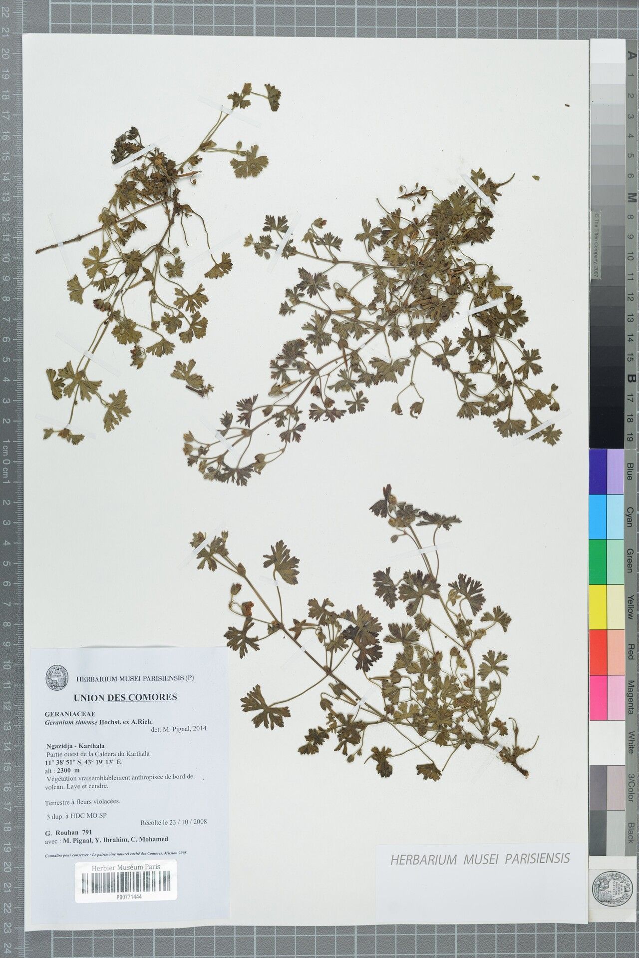 Geranium simense — houseplant care guide